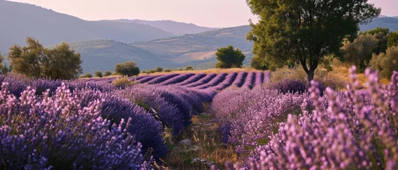 Schilderijen op glas Lavender field Summer sunset landscape with tree. Blooming violet fragrant lavender flowers with sun rays with warm sunset sky © David