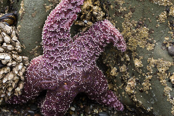 Closeup of purple starfish surrounded by various mollusks at low tide on the Washington coast
