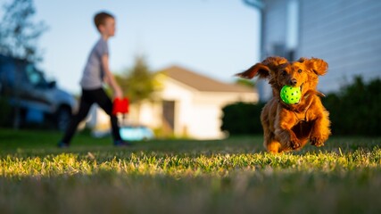 Dog Running With Ball 