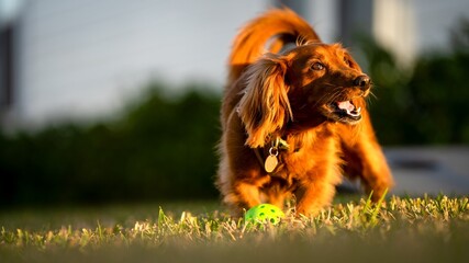 Dog With Ball Close Up