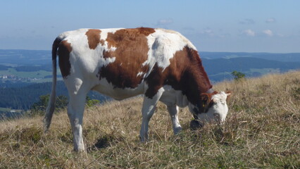 Landwirtschaft - Kuh grast auf der Weide in den Bergen