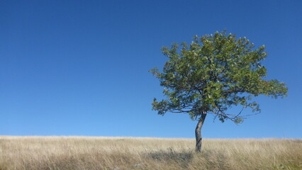 Fototapeta premium Einsamer Baum auf dem Feld mit blauem Himmel