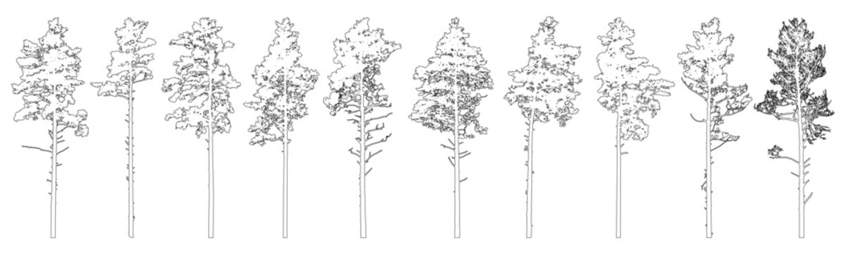Contour of tall coniferous trees, set of beautiful pine trees. Vector illustration.