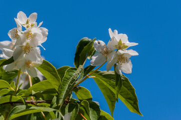 A blooming apple tree bud against the blue sky