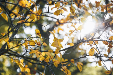 Yellow Autumn leaves in the sun