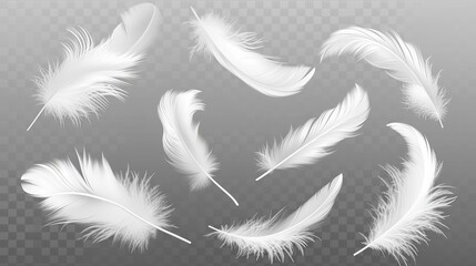 Vector white feathers collection, set of different falling fluffy twirled feathers, isolated on transparent background. Realistic style, vector 3d illustration - obrazy, fototapety, plakaty