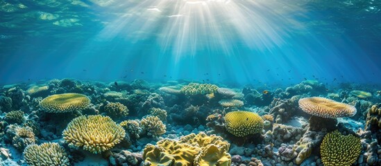 Coral reefs dying due to environmental issues like climate change, pollution, and overfishing.