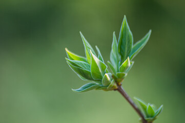 Beautiful background with first spring leaves on branch tree. Natural young green leaf close up in nature