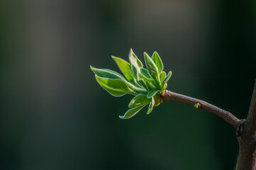 Beautiful background with first spring leaves on branch tree. Natural young green leaf close up in nature