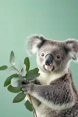 Foto op Canvas cute koala holds out an eucalyptus isolated on light pastel green background with copy space © ALL YOU NEED studio