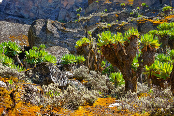 Giant groundsels and colorful orange moss against the cliffs of Weismann`s peak. Rwenzori mountains in Uganda, Africa.