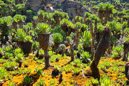Giant groundsels and colorful orange moss growing in rocky Rwenzori mountains. Exotic flora of the african mountains.