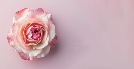 A pink rose with space for a copy