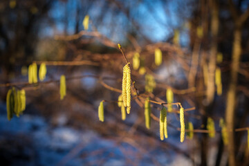 in spring, the young blossoms hang from a hazelnut bushv