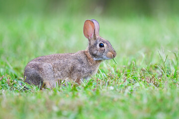 Naklejka na ściany i meble Eastern Cottontail Rabbit. Dover, Tennessee