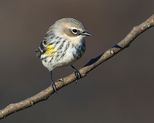 Male Yellow-Rumped Warbler. Dover. Tennessee