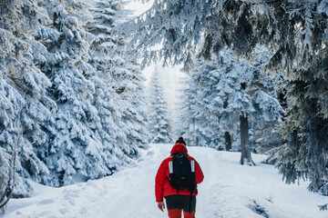 Hiker in winter forest in snowy mountains on a trail - forest path in winter