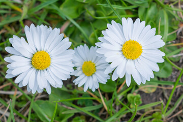 The first spring daisy flowers growing in the garden