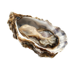 oyster isolated on transparent background - obrazy, fototapety, plakaty