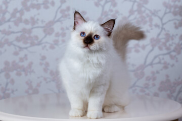 sacred birma seal tabby point on a light background