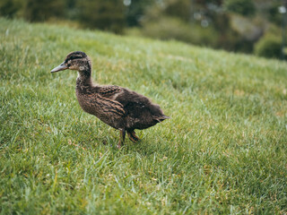Duckling