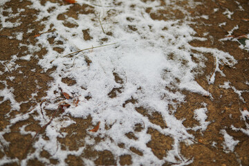 Ground and grass covered with first snow