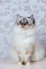 sacred birma seal tabby point on a light background