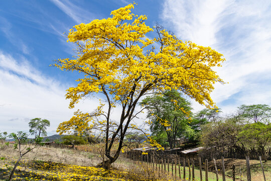 Guayacan tree during the flowering season with blue sky. Dry forest in province of Loja, Mangahurco, Ecuador