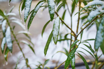 Snow covering plant with green leaves