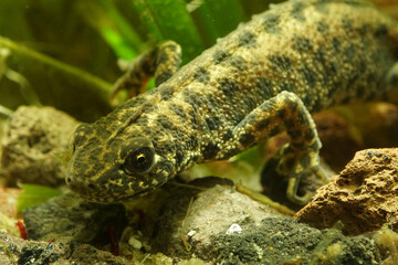 Closeup on an aquatic female balkan crested newt , Triturus ivanbureschi in the springtime