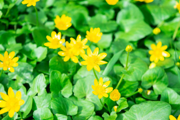 Glade of blooming yellow buttercup flowers lit by sun. Natural yellow-green background. Hello Spring. Beautiful springtime coming concept. Close up.