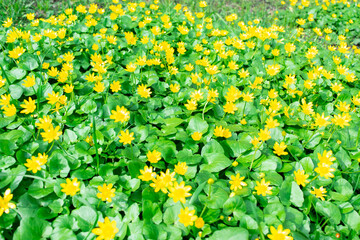 Glade of blooming yellow buttercup flowers lit by sun. Natural yellow-green background. Hello Spring. Beautiful springtime coming concept. Close up.