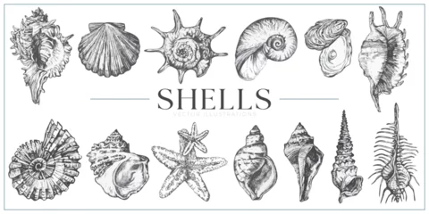 Poster Handdrawn Shells illustrations, shells drawing, sea elements, ocean, sea, water, collection, set © michaelrayback