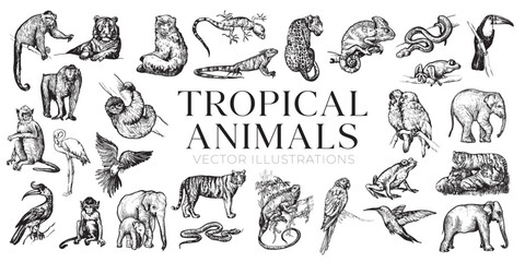 Handdrawn tropical animals illustrations, jungle animals drawing, jungle, tropic, collection, set