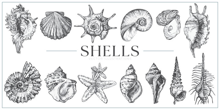 Handdrawn Shells illustrations, shells drawing, sea elements, ocean, sea, water, collection, set