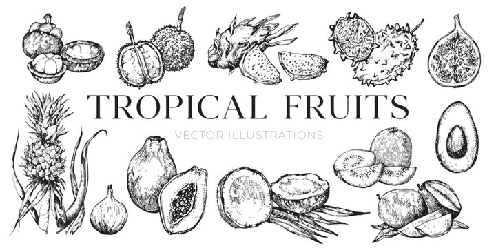 Tropical fruits illustrations, fruits drawings, coconut, collection, set, pineapple, avocado