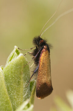 Closeup on a European metallic colored micro moth, Adela cuprella , on Willow, Salix leaf, it's host plant