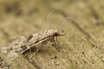 Closeup on the European many or twenty plume Moth, Alucita hexadactyla,sitting on wood with closed wings