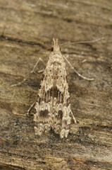 Closeup on the European many or twenty plume Moth, Alucita hexadactyla,sitting on wood with closed wings