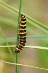 Vertical closeup on the colorful Cinnabar moth, Tyria jacobaeae, on it's host plant