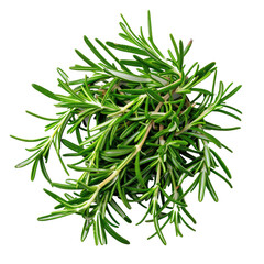Fresh Rosemary Herb PNG Transparent Background