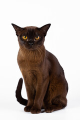 Burmese cat on a white background