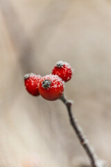 mroźne zimowe oszronione owoce dzikiej róży w tle beżowe