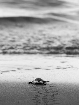 Tortuga beb&eacute; yendo al inmenso oc&eacute;ano