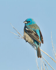 Lazuli Bunting, named for their blue color, which resembles the vibrant gemstone Lapis lazuli, perches on sagebrush and sings his courtship song