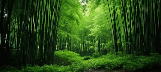 Fototapeten Majestic sections of bamboo forest habitat in the serene and enchanting natural forest landscape © Eva