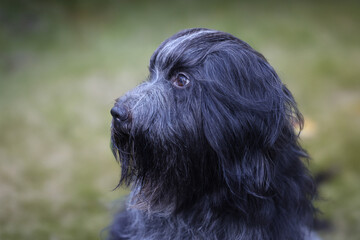 Schapendoes, Dutch Sheepdog portrait outdoors