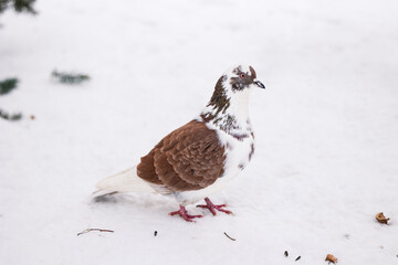 Pigeon on the snow in the park