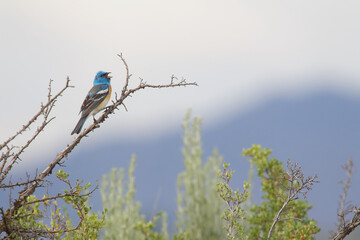 Lazuli Bunting, named for their blue color, which resembles the vibrant gemstone Lapis lazuli,...