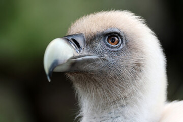 The Eurasian griffon vulture in closeup view, Gyps fulvus